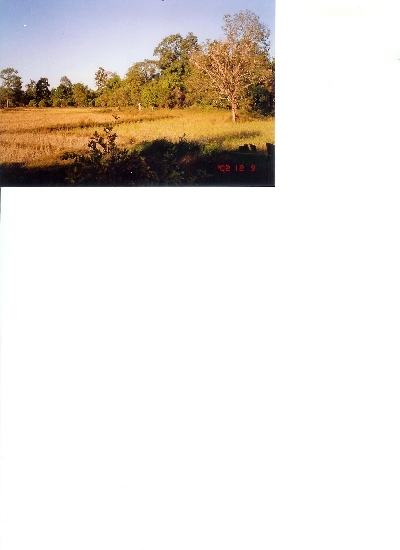 Property For Sale Or Rent: Rice-farm in good condition