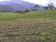 Real Estate For Sale: South Peak View Coffee Farm