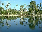 Property For Sale Or Rent: On A Natural Fresh Water Spring In Orlando Area!