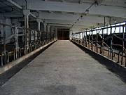 Real Estate For Sale: Cattle Farm By The Baltic Sea, In The Area Of Estonia