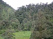 Property For Sale Or Rent: Riverside Property Set In Cloud Forest Reserve