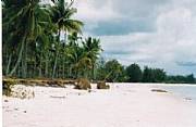 Property For Sale Or Rent: Beautiful Tropical Beach With Palm Trees-Bangka/Indonesia