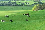 Real Estate For Sale: Rural Lifestyle In New Zealand Premium Food & Wine Region