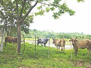 Real Estate For Sale: Operating Cattle Ranch