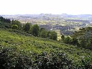 Real Estate For Sale: One Of A Kind Mountain Property With Coffee Plantation