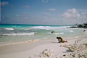 Rental Properties, Lease and Holiday Rentals: Ocean Front Cancun Condos