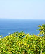 Property For Sale Or Rent: Best Ocean View Lots Starting At $55,000