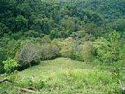 Property For Sale Or Rent: Incredible Farm! River Side, Huge Native Trees, Pasture, ...