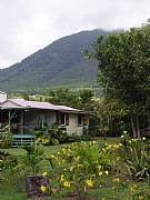 Rental Properties, Lease and Holiday Rentals: Mayorine Cottage - Artist's Hideaway - Nevis, West Indies