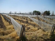 Real Estate For Sale: exelent invest wineyard farm