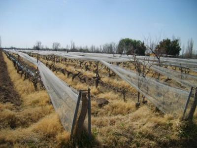 Property For Sale Or Rent: exelent invest wineyard farm